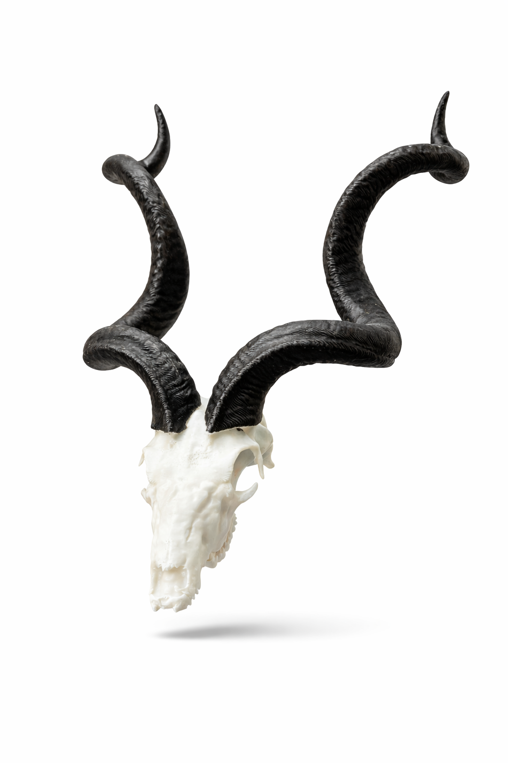 Animal Skulls Kudu