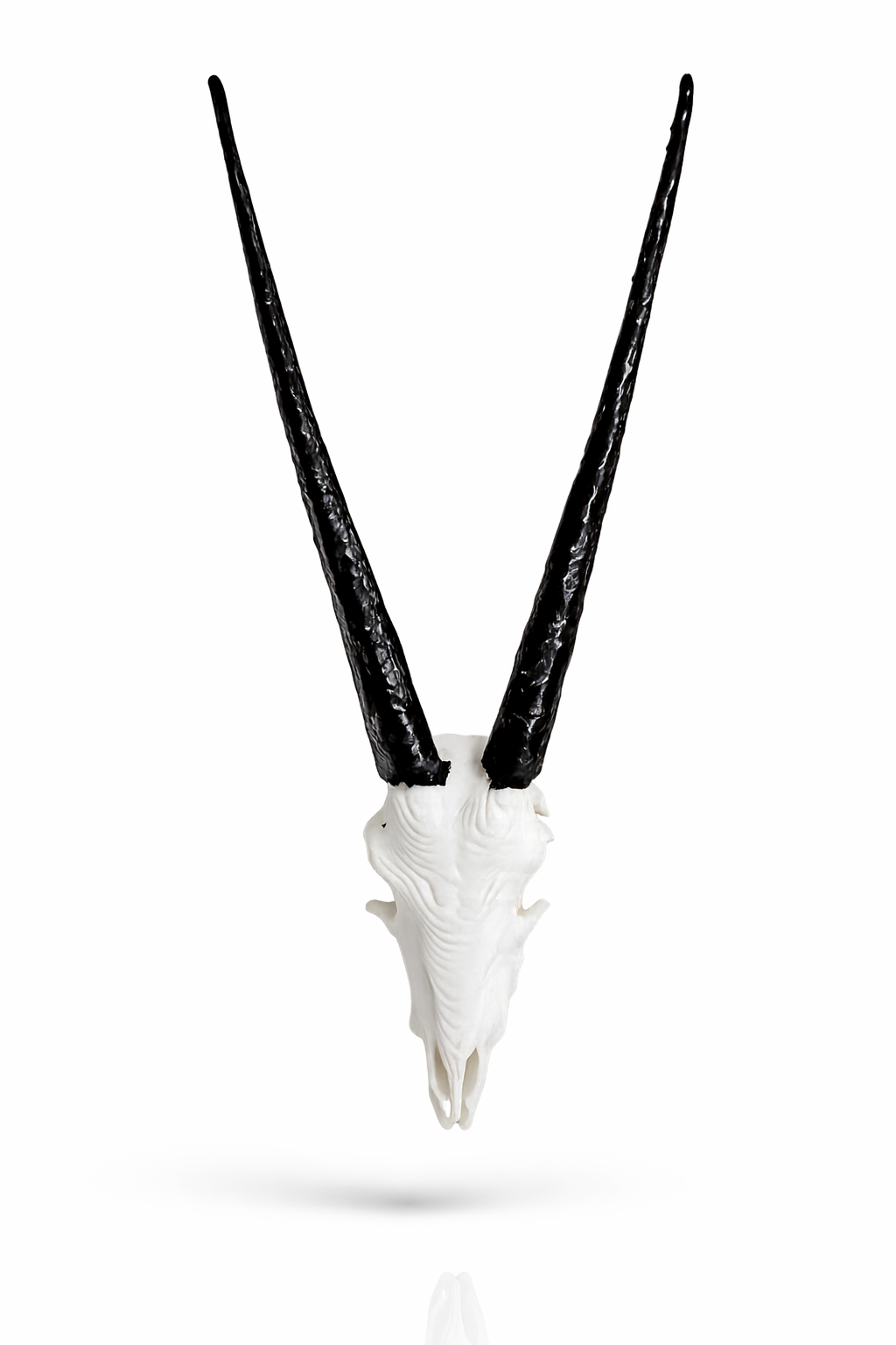 Animal Skulls Oryx’s 