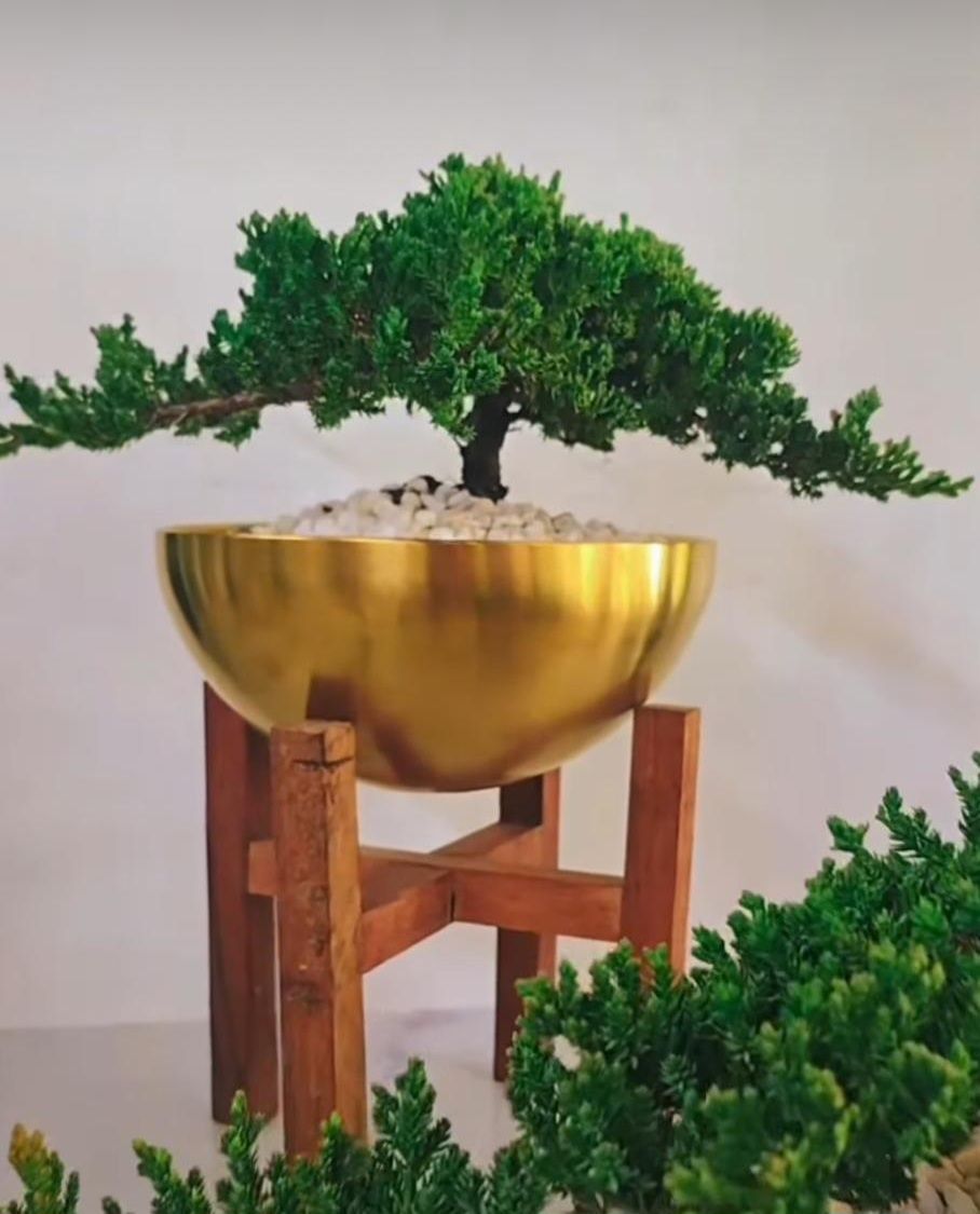 Bonsai Juniper 