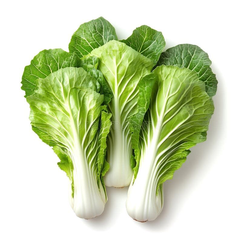 Fresh Chinese Cabbage