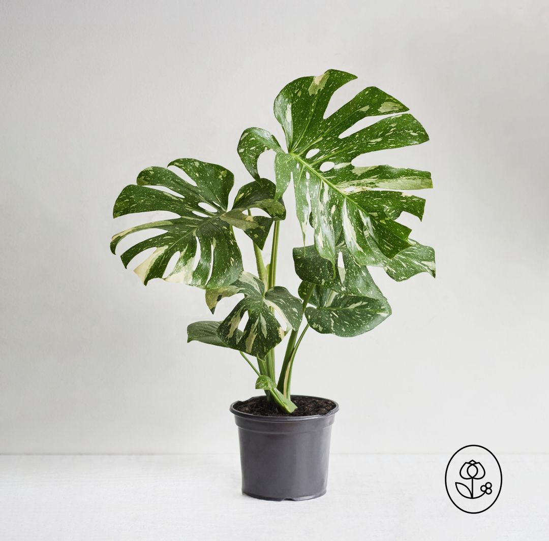 Monstera Thai Constellation 