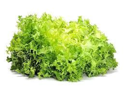 Escarola Fulla Ampla