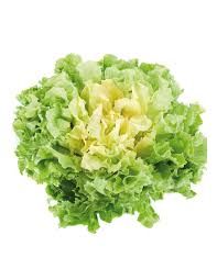 Escarola Llisa (Francesa)