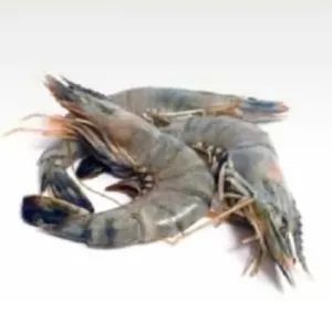 Frozen Indonesian Tiger Prawns