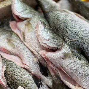 Ikan Siakap(Seabass)1PC