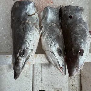 Ikan Duri Head Only (3 Pcs)