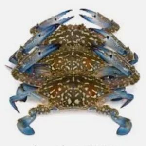 Flower Crab 🦀 (950g-1.1kg)
