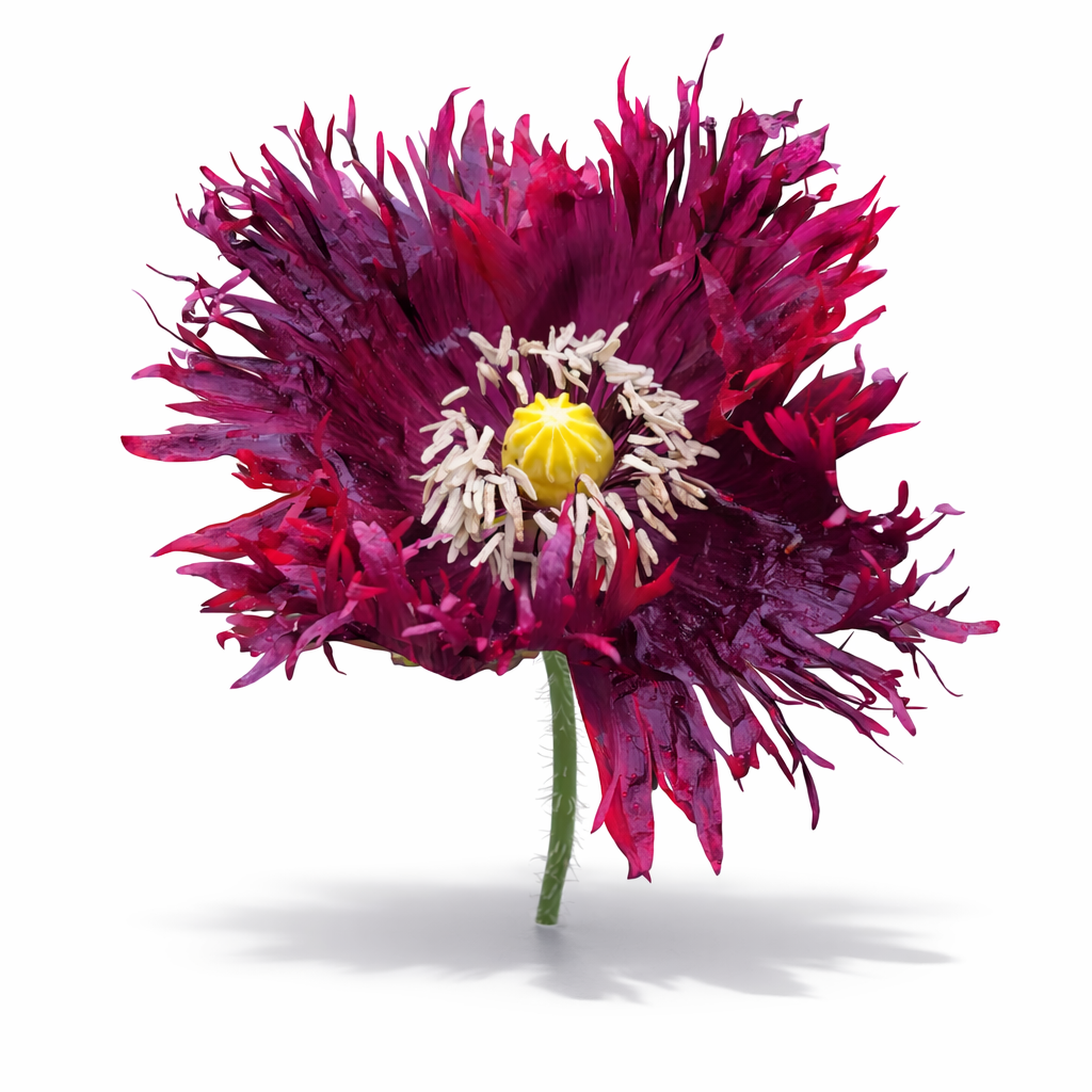 Black Swan poppy x 100 seeds 