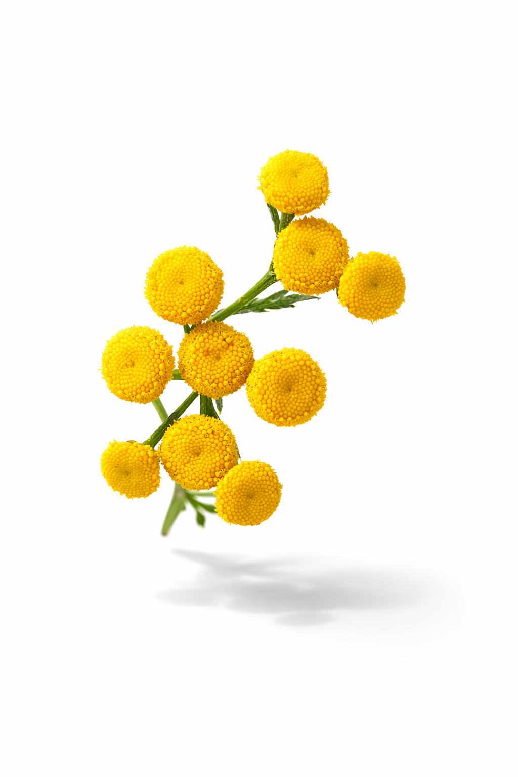 BULK Tansy (Tanacetum vulgare) x 1000+ seeds 