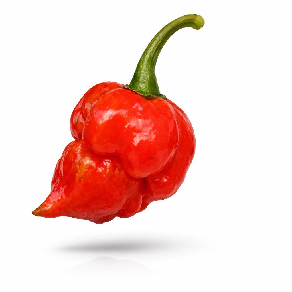 🌶TRINIDAD SCORPIO CHILLI🌶 x 10 seeds 