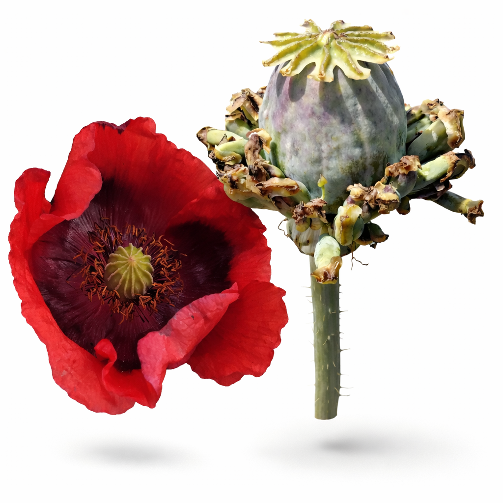 Hen & chicken poppy x 100 seeds 