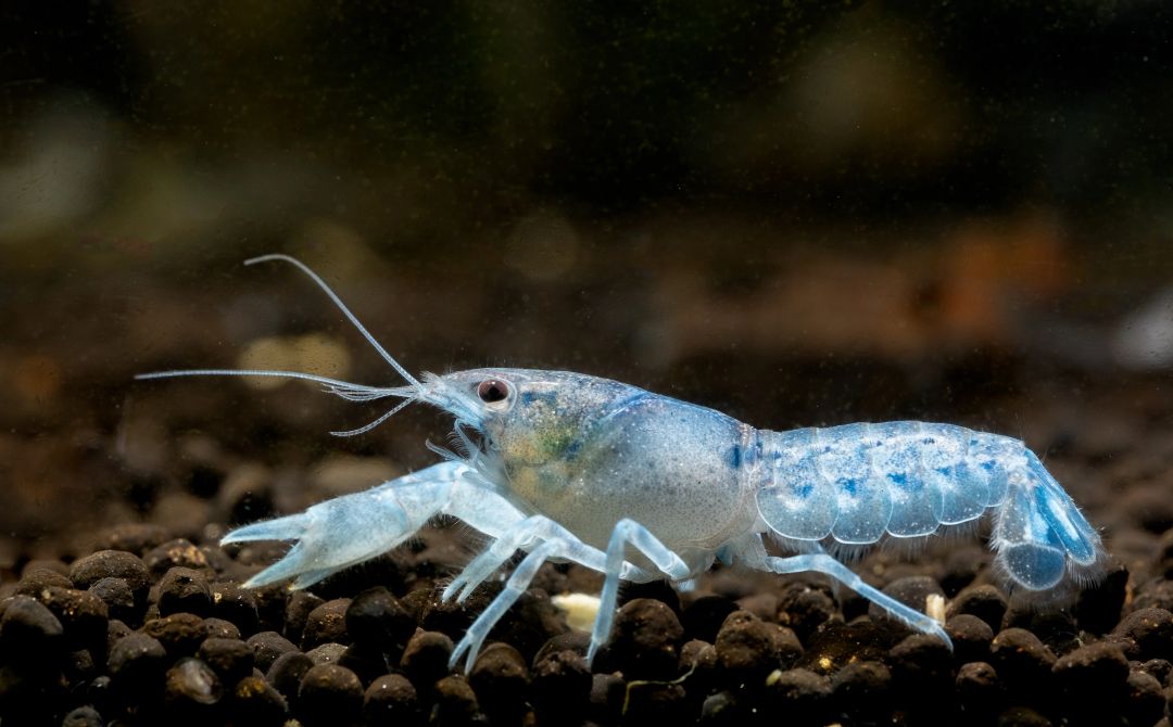 Marble Blue Mexican Dwarf Crayfish