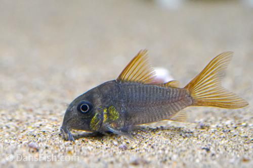 Slate (Concolor) Corydoras