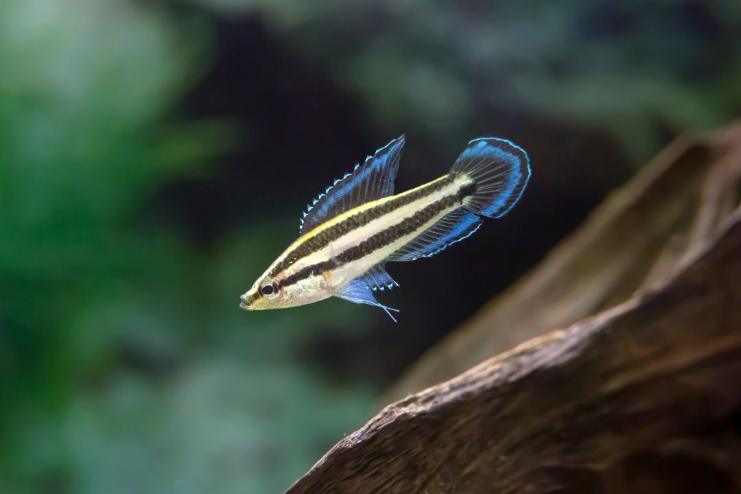 Liquorice Gourami