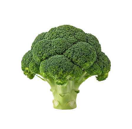 Fresh Broccoli