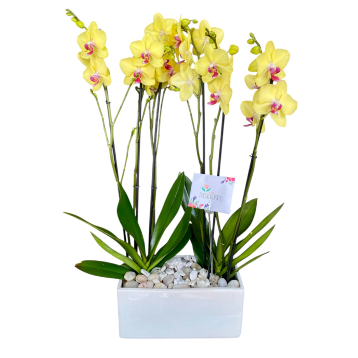 Orquídeas Amarillas | 2 Plantas en Base de Cerámica