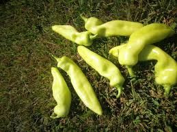 Pebrot Bitxo de Girona