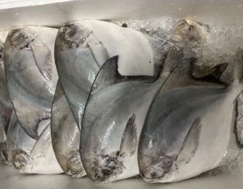 Chinese Pomfret Whole Round