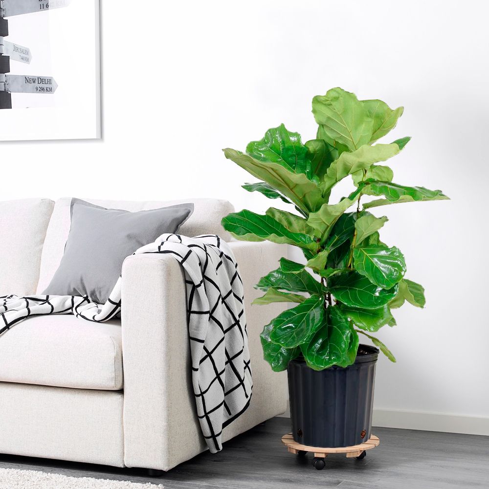 Fiddle  Leaf Fig 