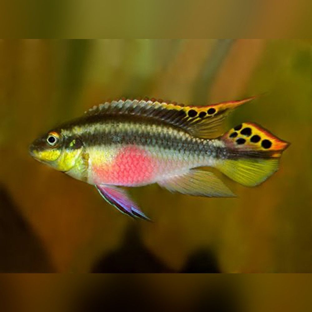 CICHLID KRIBENSIS