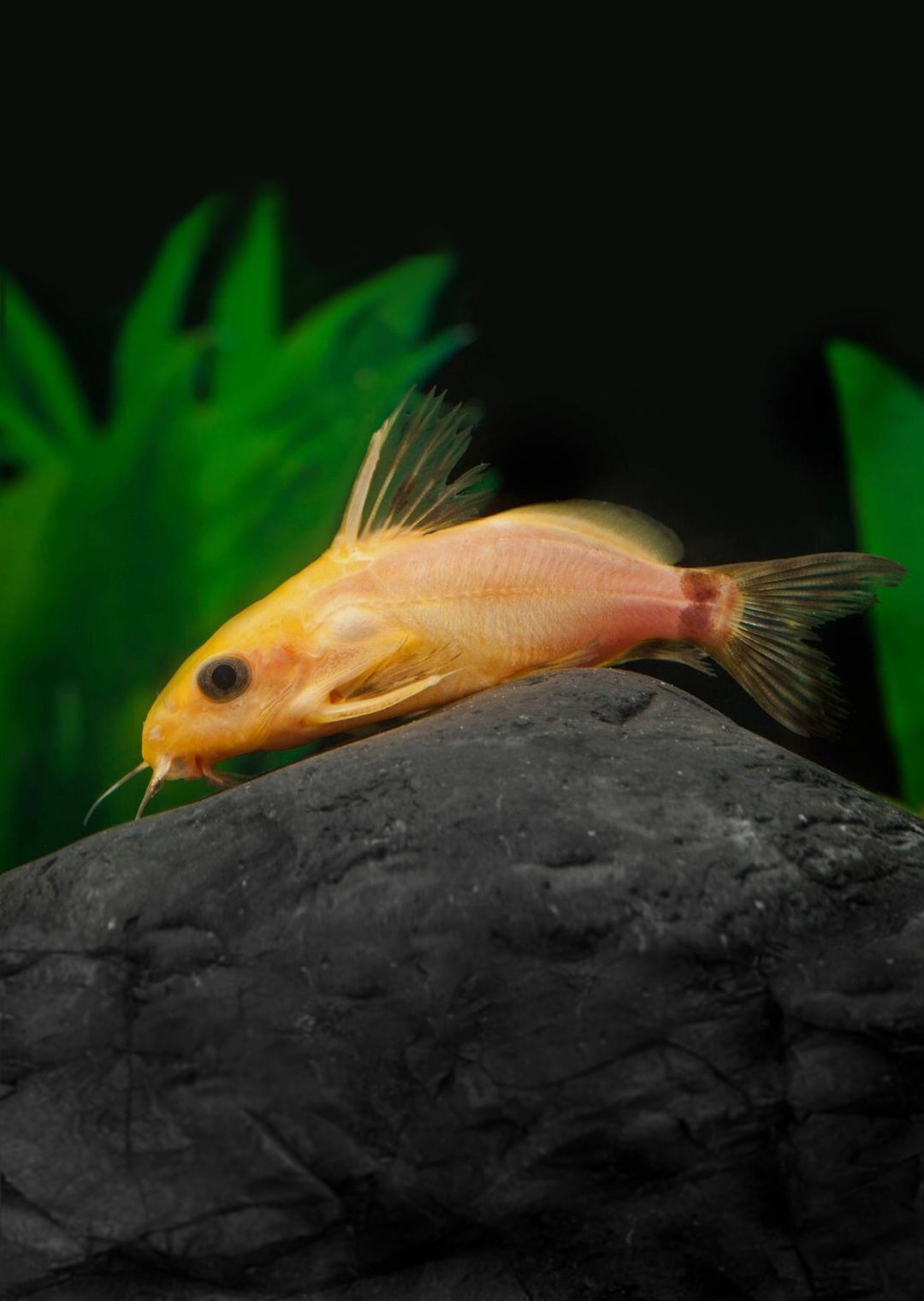 SY0DONTIS NIGRITA GOLDEN