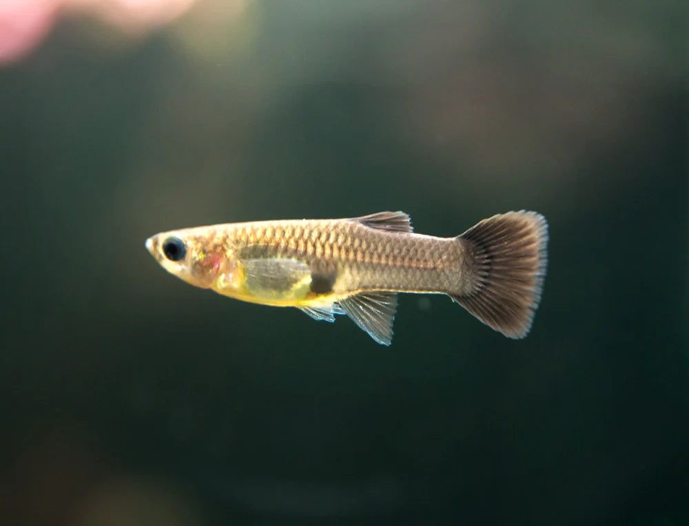 GUPPY FEMALE BLACK MOSCOW