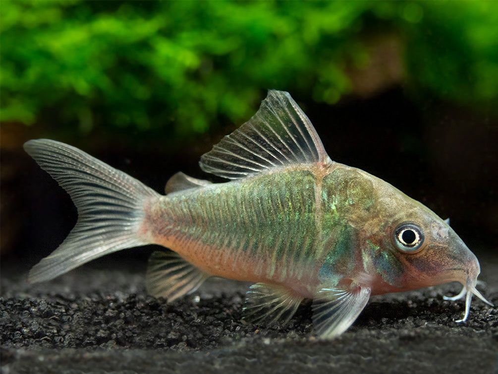 CORYDORAS EMERALD GREEN