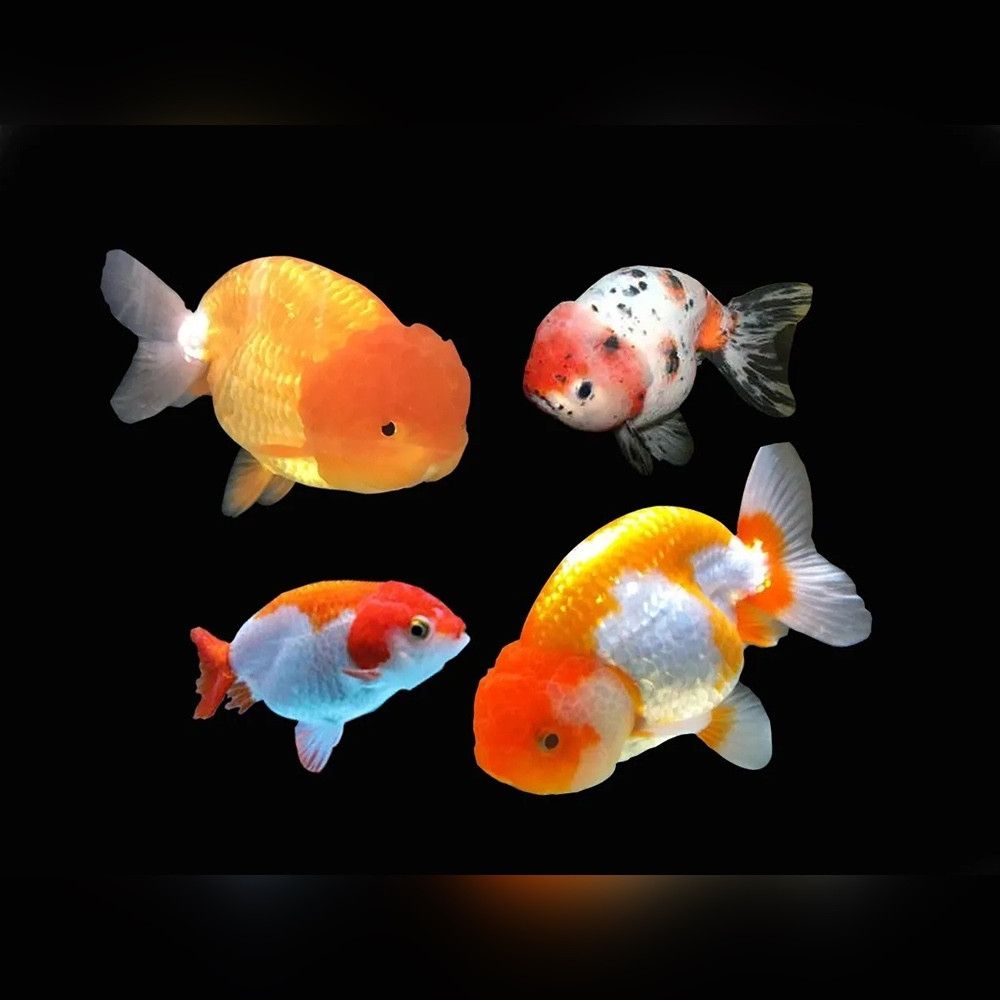 GOLDFISH - RANCHU BUFFALO ASSORTED