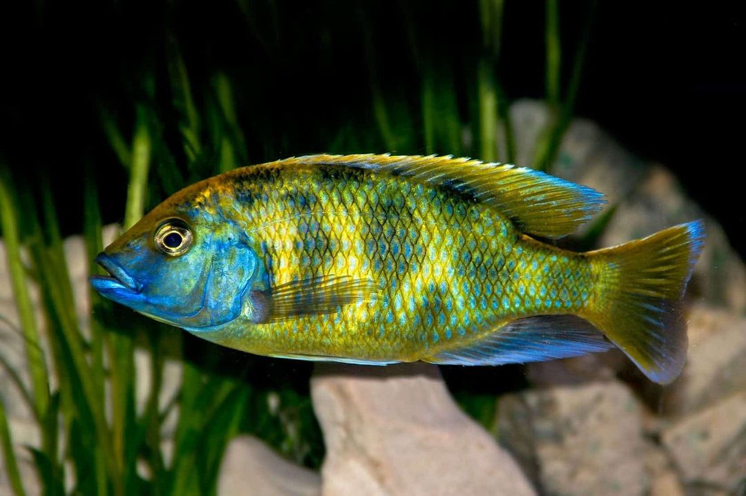 CICHLID VENUSTUS