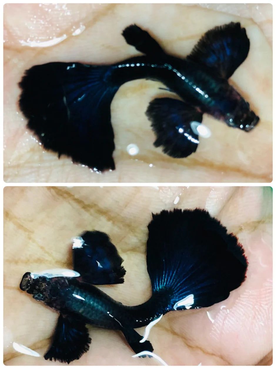 GUPPY MALE DUMBO EAR BLACK