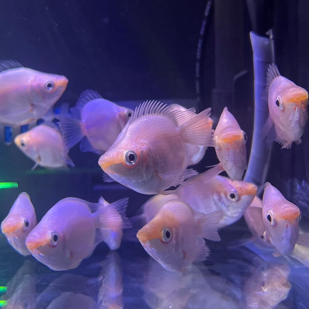 GOURAMI PINK KISSING BALLOON