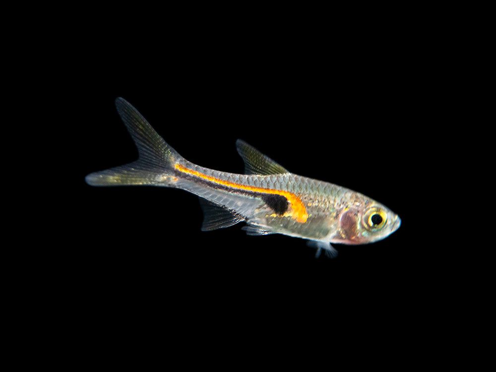 RASBORA GLOWLIGHT