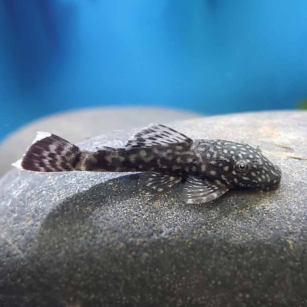 PLECO BLACK