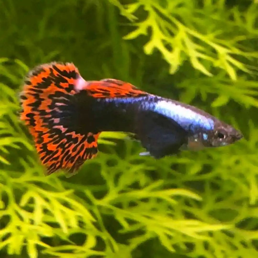 GUPPY MALE DUMBO MOSAIC