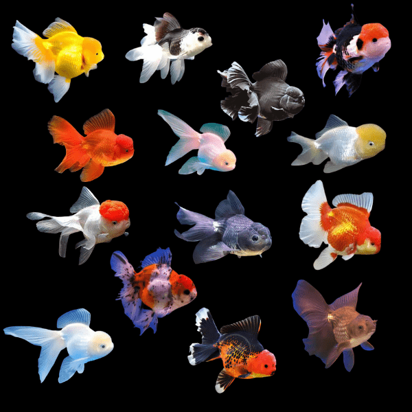 GOLDFISH - ORANDA ASSORTED