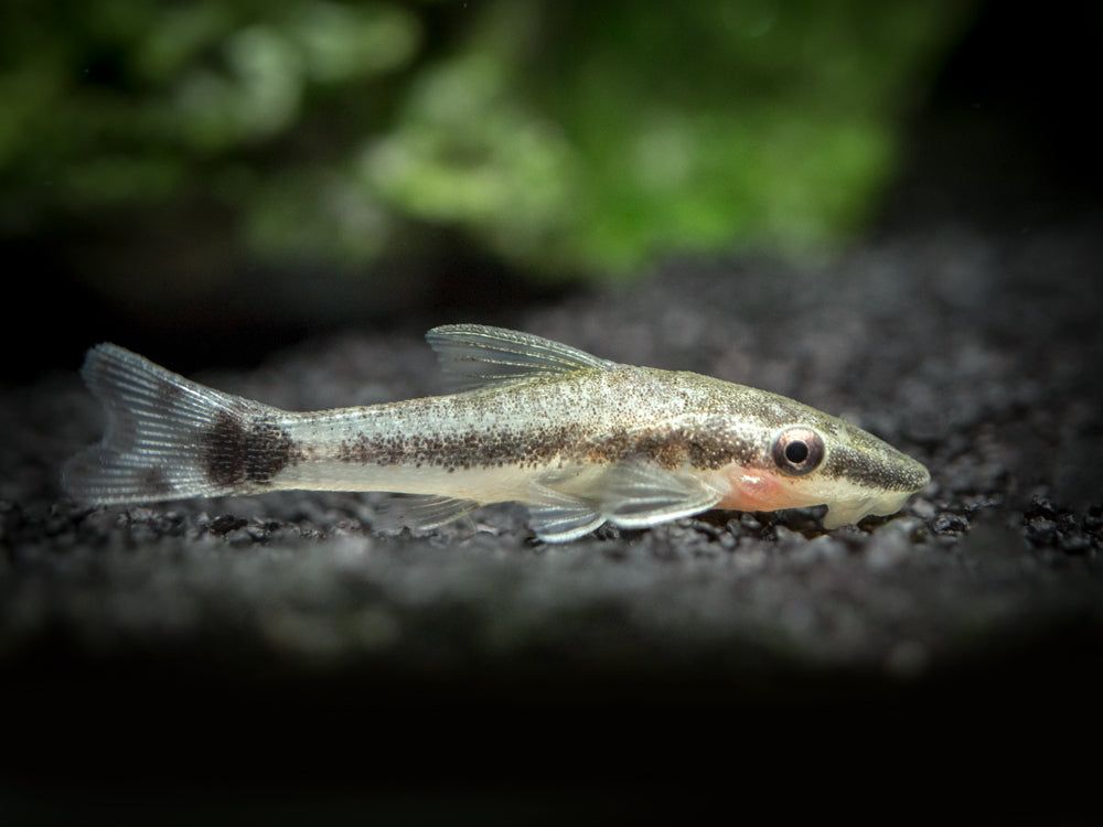 OTOCINCLUS