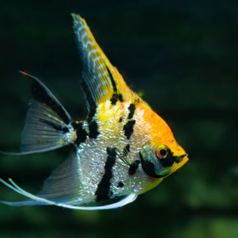 ANGELFISH TRI-COLOR