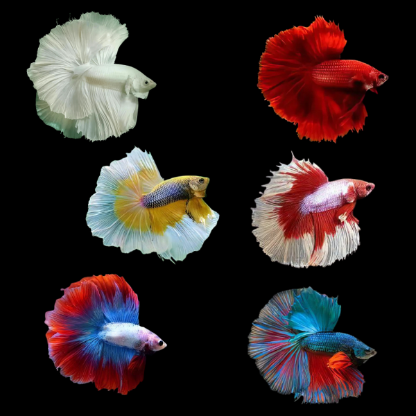 BETTA MALE ASSORTED DOUBLETAIL