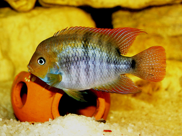 CICHLID T-BAR SAJICA