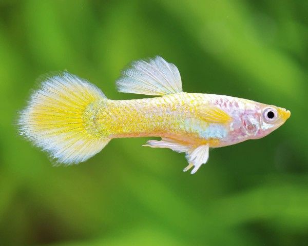 GUPPY MALE YELLOW GOLDEN