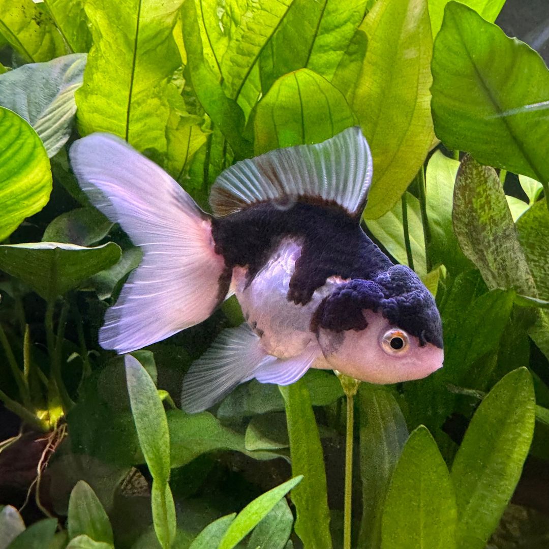 GOLDFISH - ORANDA PANDA