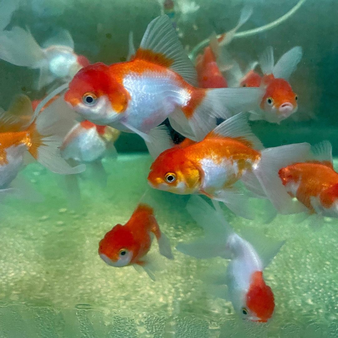 GOLDFISH - ORANDA RED & WHITE SHORT TAIL
