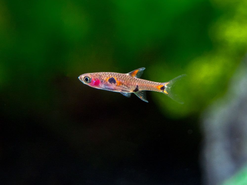 RASBORA DWARF