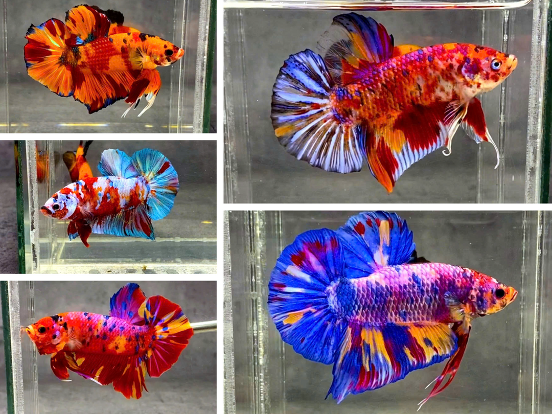 BETTA MALE ASSORTED GIANT