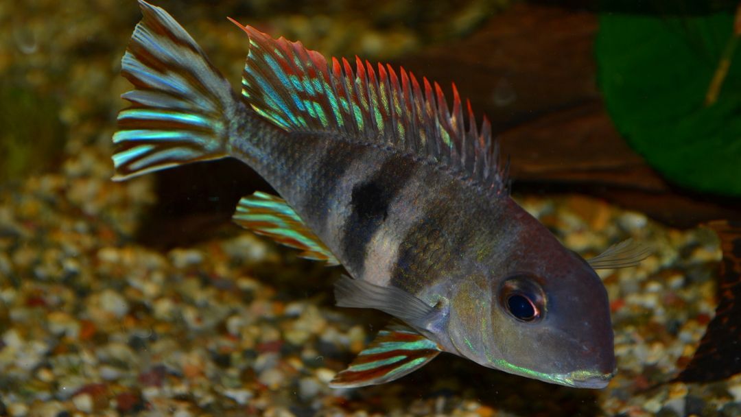 CICHLID GEOPHAGUS PROXIMUS