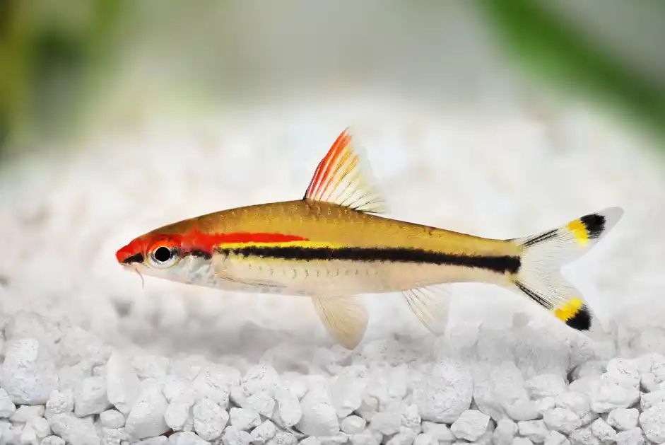 BARB TORPEDO / ROSELINE