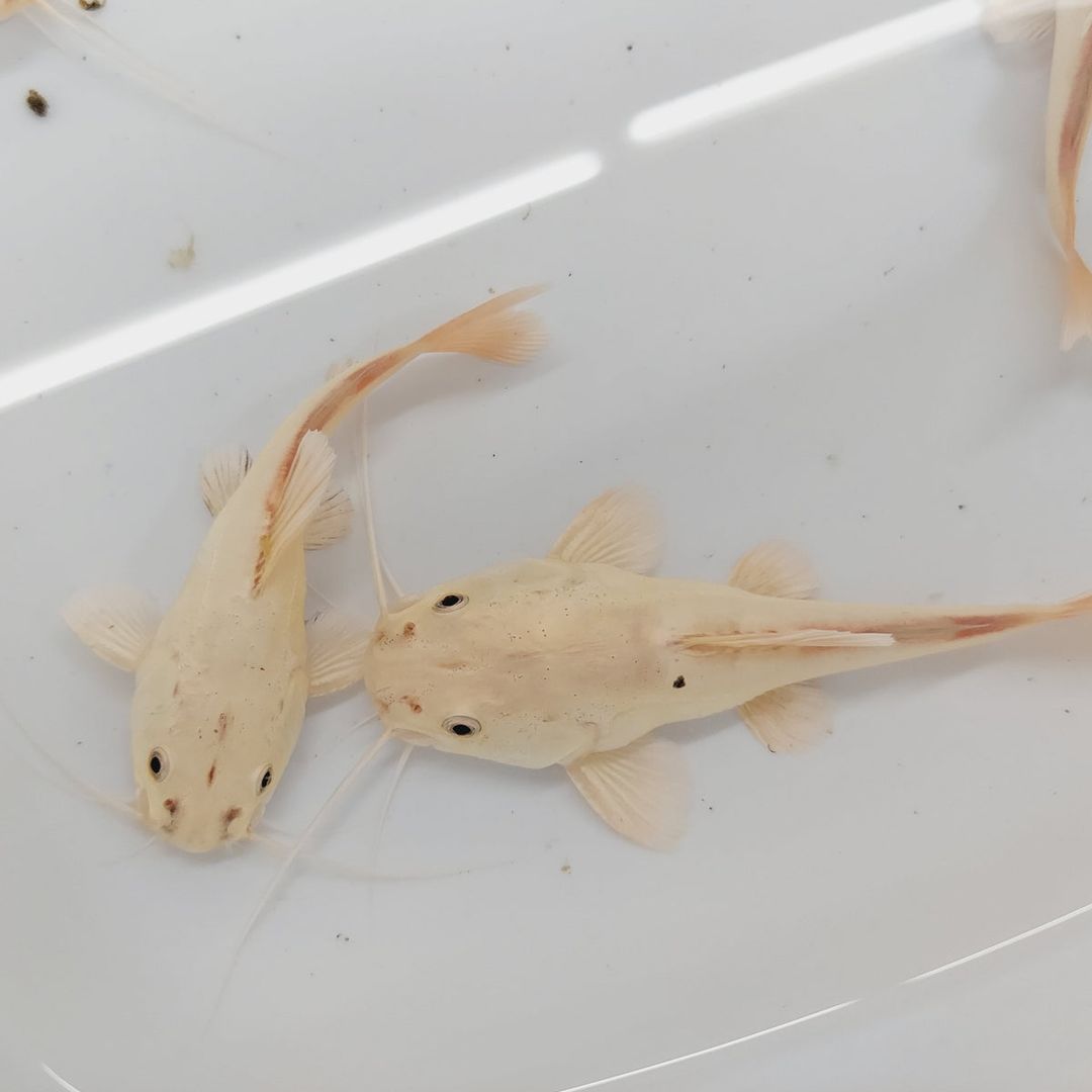 CATFISH REDTAIL PLATINUM