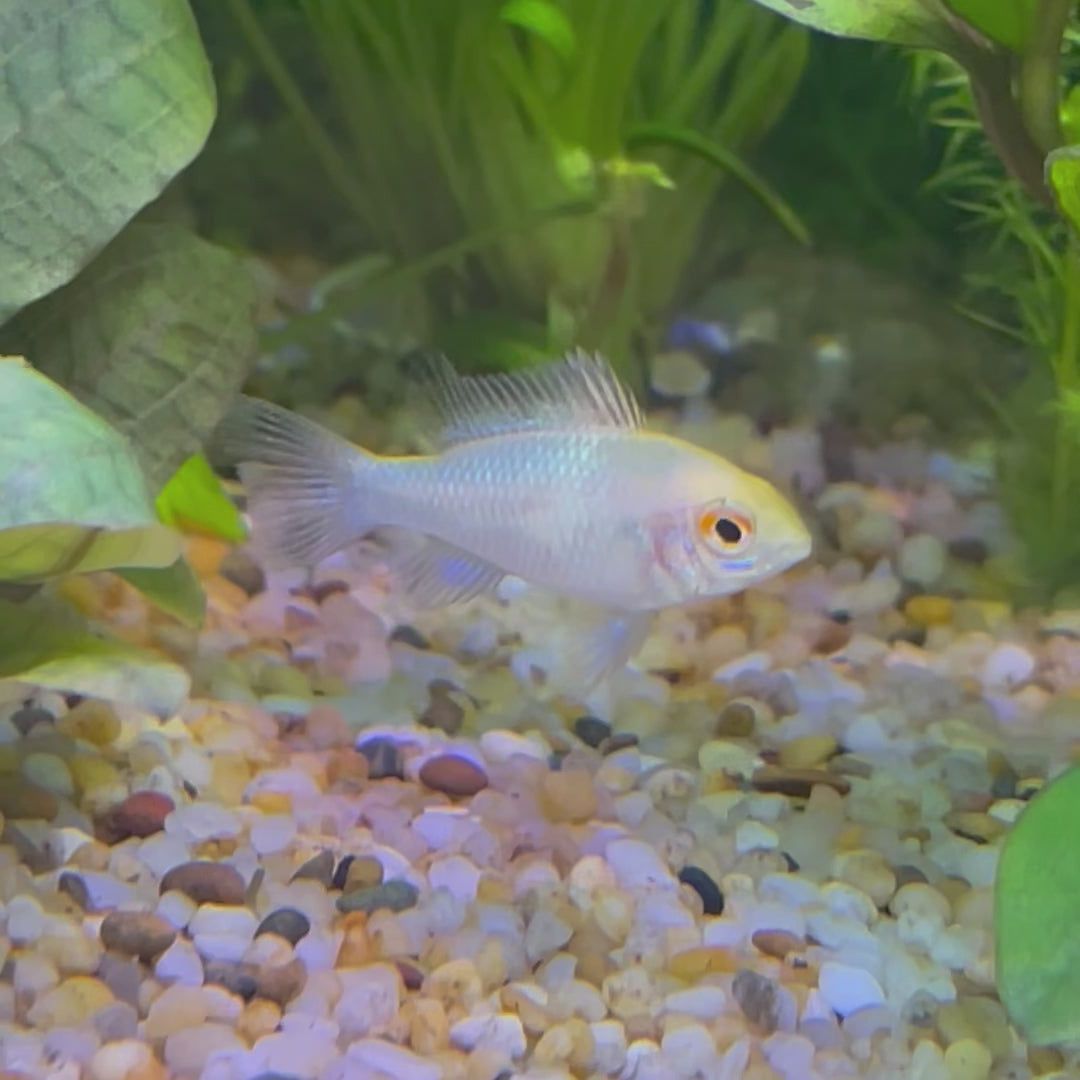 CICHLID RAMIREZI DWARF PLATINUM