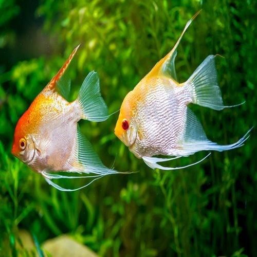 ANGELFISH GOLDEN VEILTAIL