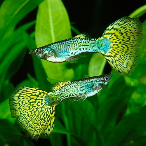 GUPPY MALE GREEN MOSAIC